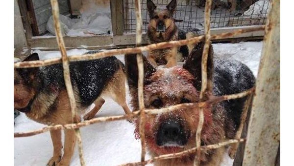 Под Киевом собаки напали на прохожего