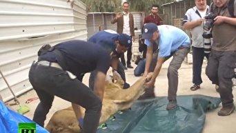 Спасение животных из зоопарка Мосула. Видео