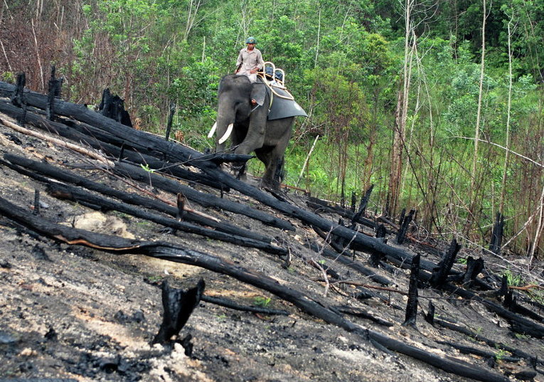 Патрулирование районов, пострадавших от лесных пожаров в Сиак, провинция Риау, Индонезия