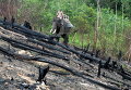 Патрулирование районов, пострадавших от лесных пожаров в Сиак, провинция Риау, Индонезия