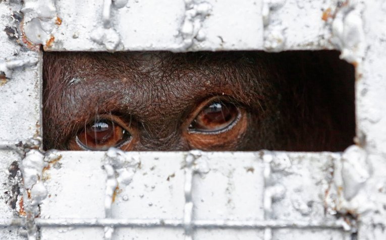 Один из 14 орангутанов, завезенных контрабандой, которых Таиланд возвращает назад в Индонезию