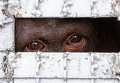 Один из 14 орангутанов, завезенных контрабандой, которых Таиланд возвращает назад в Индонезию