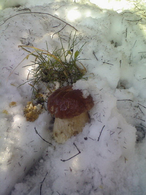 На Закарпатье белые грибы можно найти прямо под снегом