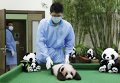 Сотрудник Национального зоопарка Малайзии показывает впервые публике 3-х месячного детеныша панды в Куала-Лумпуре.