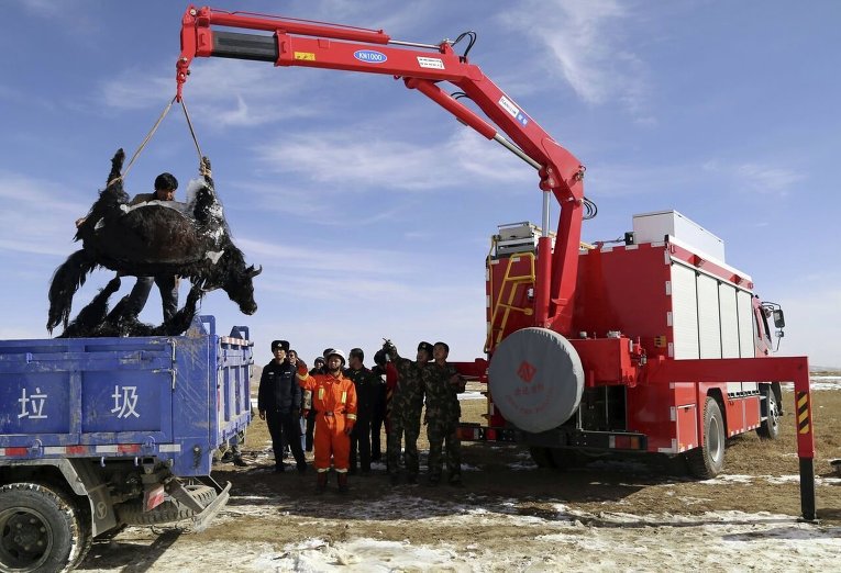 Утилизация погибших яков в Тибете. 22 яка упали в озеро и замерзли.