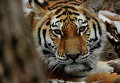 Амурские тигры в Приморском сафари-парке