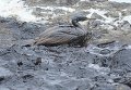Последствия разлива нефти на Сахалине