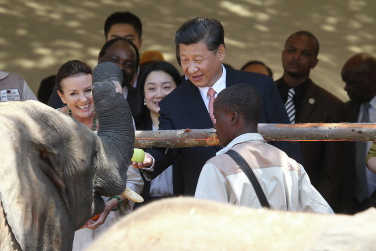 Председатель КНР Си Цзиньпин кормит слонов в частном парке в Хараре, Зимбабве