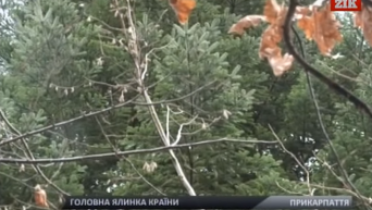 Главная новогодняя елка страны отправилась в Киев