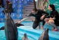 Дельфинотерапия для участников АТО в киевском дельфинарии.