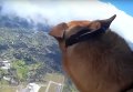 Парашютная подготовка спасателей с собаками в Колумбии. Видео