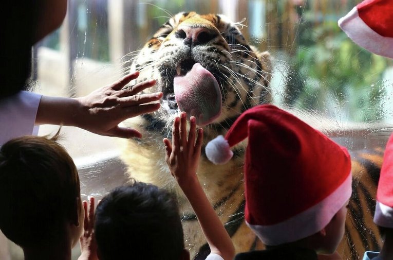 Бенгальский тигр лижет стекло во время рождественской вечеринки в зоопарке города Малабон на Филиппинах