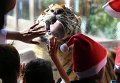 Бенгальский тигр лижет стекло во время рождественской вечеринки в зоопарке города Малабон на Филиппинах