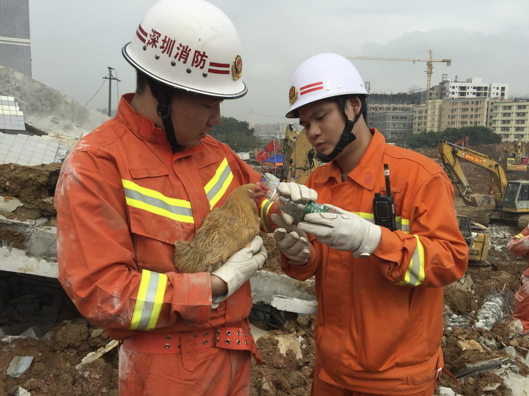 Пожарные пытаются напоить курицу, которая была спасена из-под обломков рухнувшего здания после оползня в Шэньчжэне, Китай