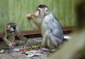 Животные зоопарка в Киеве получили подарки на Новый год