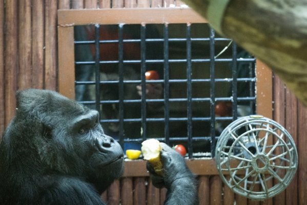 Животные зоопарка в Киеве получили подарки на Новый год