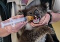 Ветеринар ухаживает за спасенной от лесных пожаров коалой в Австралии