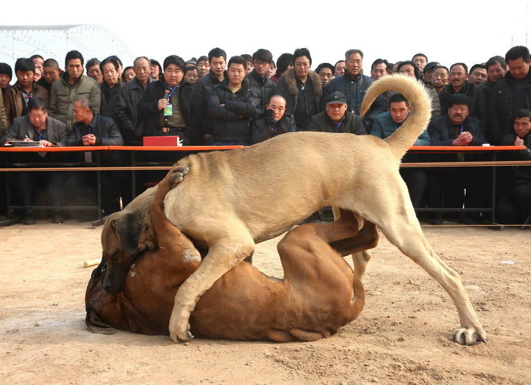 Во время собачьих боев в Китае