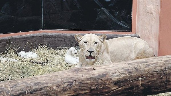Белые львята, родившиеся в зоопарке 12 месяце под Киевом