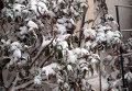 Мощный снегопад в Одессе