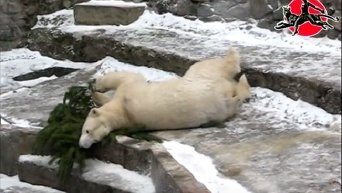 Белые медведи в Николаевском зоопарке