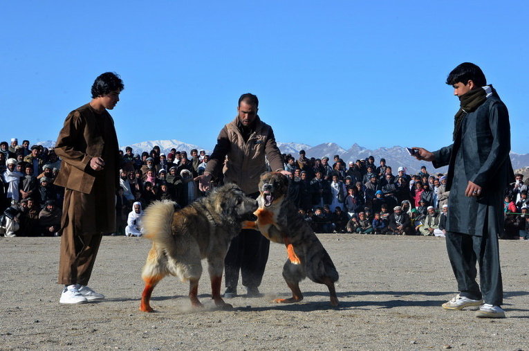 Собачьи бои в провинции Газни
