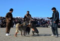 Собачьи бои в провинции Газни