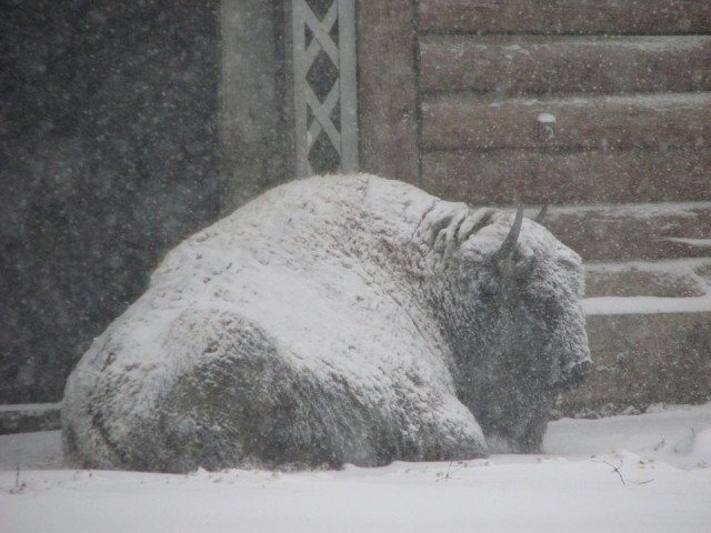Как животные Николаевского зоопарка встретили снегопад