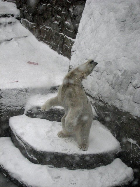 Как животные Николаевского зоопарка встретили снегопад