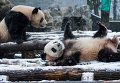 Две панды играют в снегу в вольере в зоопарке в городе Ханчжоу, восток Китая, провинция Чжэцзян.