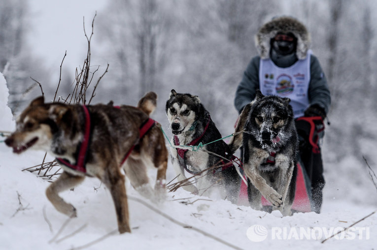 Международная гонка на собачьих упряжках По земле Сампо