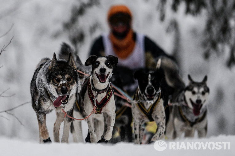 Международная гонка на собачьих упряжках По земле Сампо