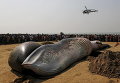 Мертвый кит на пляже Аравийского моря в Мумбаи