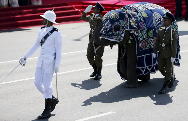 Полиция Шри-Ланки марширует со слоном во время празднования 68-го Дня независимости в Коломбо