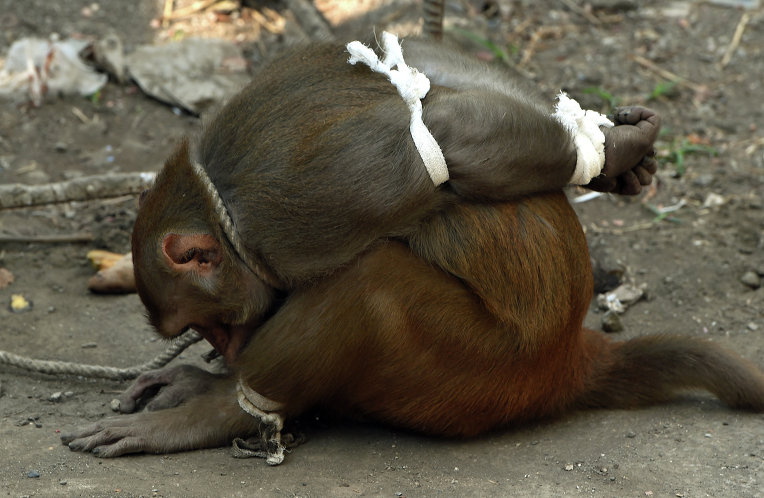Правоохранители при помощи зооологов в Мумбаи поймали обезьяну, которая регулярно устраивала набеги на продуктовые магазины и воровала товар