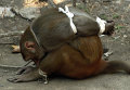 Правоохранители при помощи зооологов в Мумбаи поймали обезьяну, которая регулярно устраивала набеги на продуктовые магазины и воровала товар