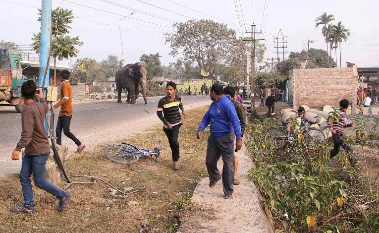 Агрессивный слон на улице города Силигури в индийском штате Западная Бенгалия