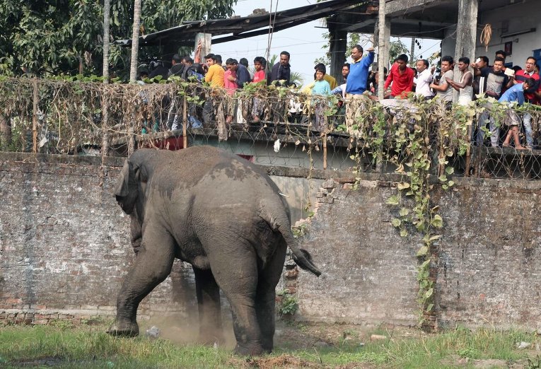 Агрессивный слон на улице города Силигури в индийском штате Западная Бенгалия