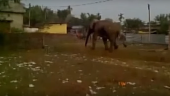 Слон разрушил около сотни домов в индийском городе Силигури