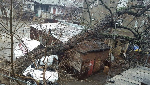 Дерево раздавило Газель в Одессе