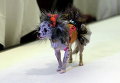 Собака представляет наряд во время Fashion Show в Нью-Йорке