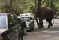 Дикая слониха в Китае затоптала 15 автомобилей