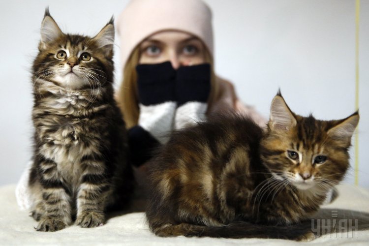 Выставка Весенний бал котов в Киеве
