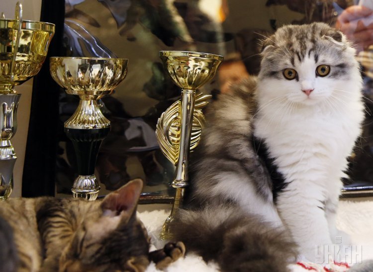 Выставка Весенний бал котов в Киеве