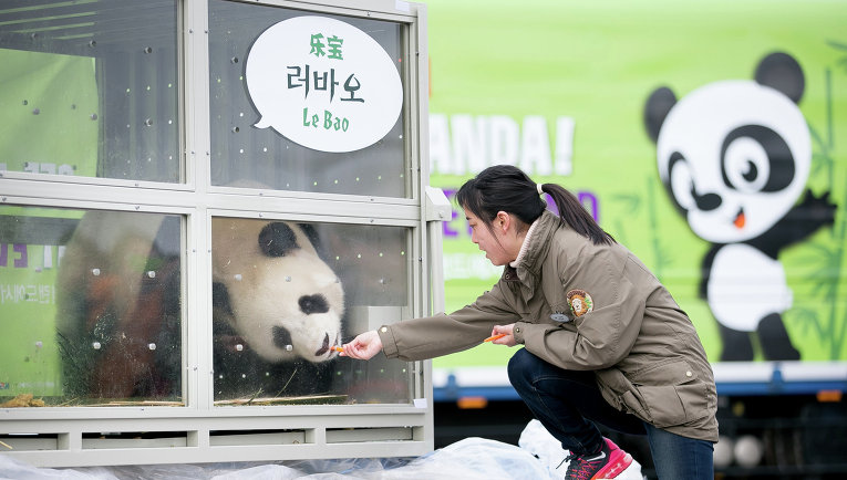 Панда в южнокорейском зоопарке