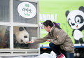 Панда в южнокорейском зоопарке