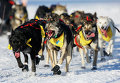 Гонки на собачьих упряжках на Аляске