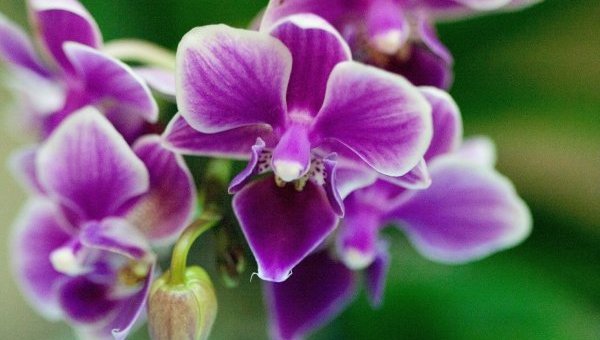 Орхидея. Архивное фото