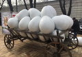 В Киев к Пасхе привезли гигантские белые яйца