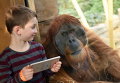 Мальчик Ной и орангутанг Шуби в зоопарке города Гельсенкирхен, Германия